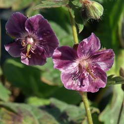 Géranium 'Samobor' / Geranium phaeum Samobor